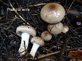 Pholiota lenta-amf1441